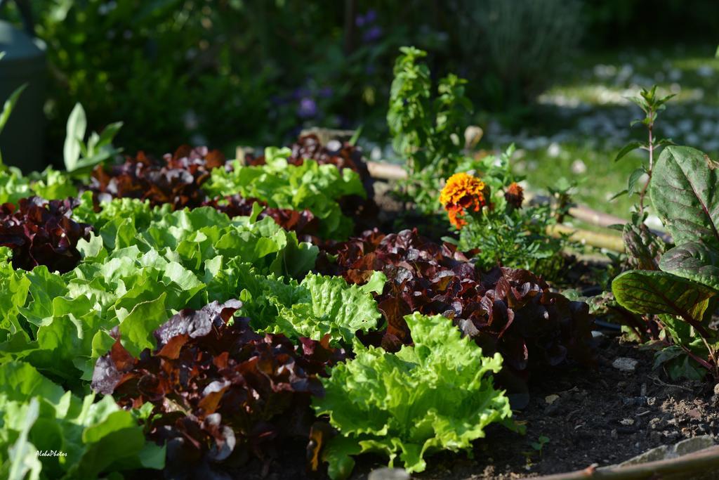 Gite Des Hortillonnages Camon  Exterior photo